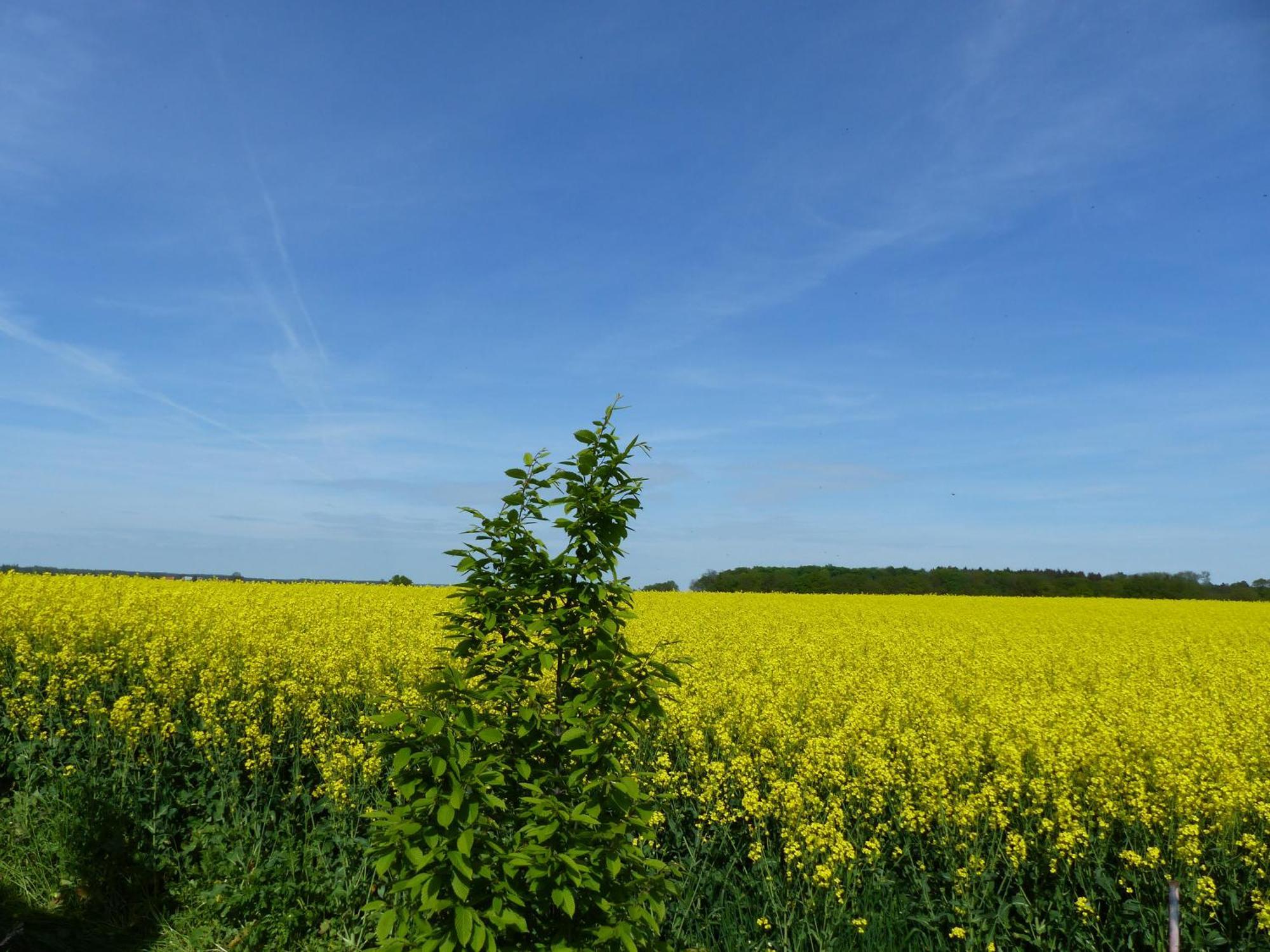 Hof Sorgenlos Gross Gievitz Exteriör bild