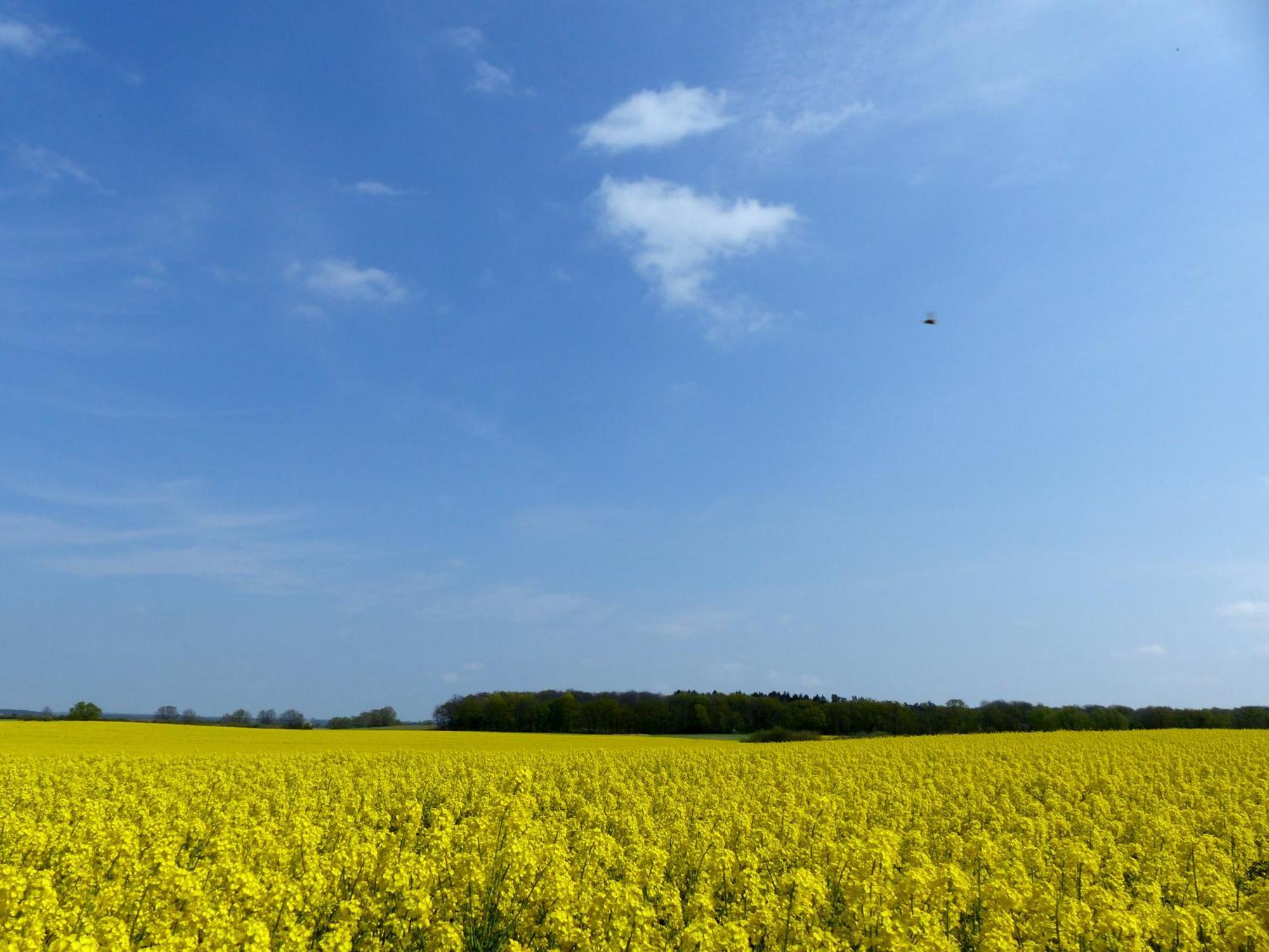 Hof Sorgenlos Gross Gievitz Exteriör bild